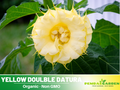25+ Seeds-Yellow Doulble Datura Seeds - Angel Trumpet Moonflower Fragrant Night Blooming Annual or Perennial Flower for Garden Borders and Containers#G001