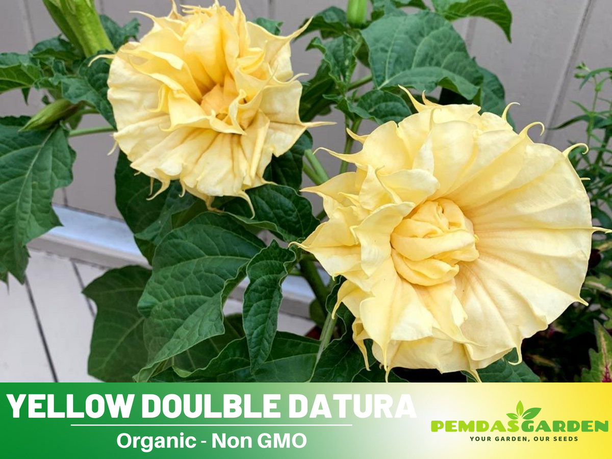 Yellow Doulble Datura Seeds, 25+ seeds
