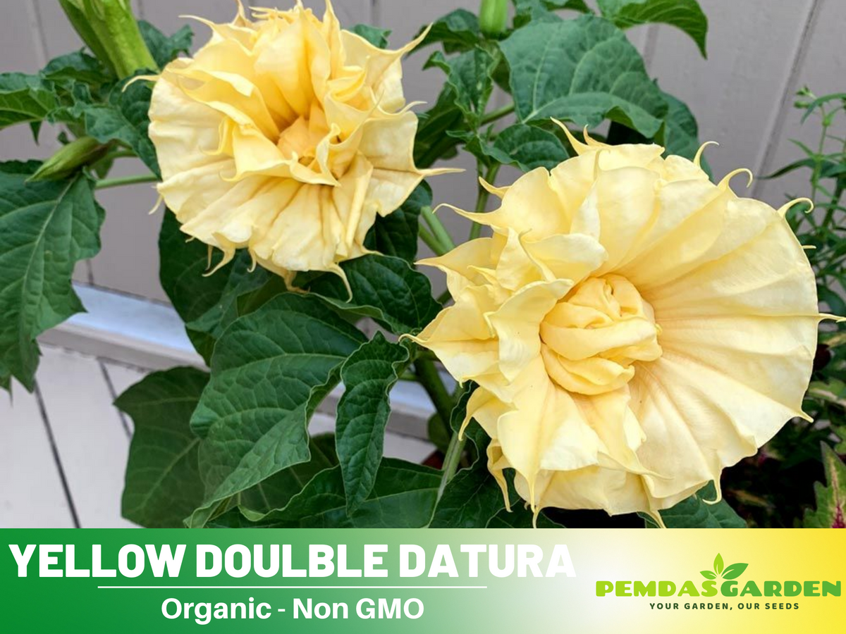 25+ Seeds-Yellow Doulble Datura Flower Seeds #G001