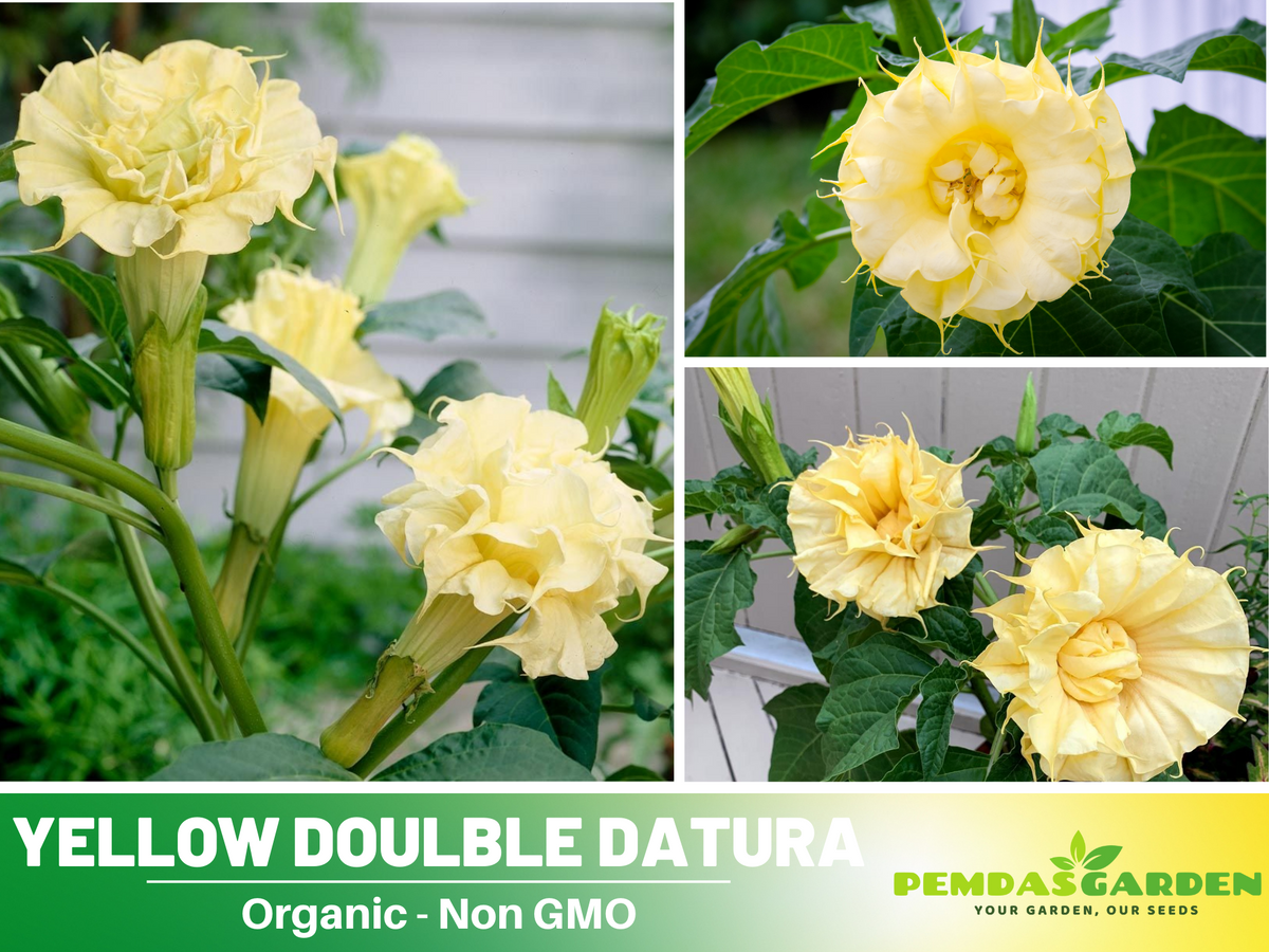 Yellow Doulble Datura Seeds, 25+ seeds