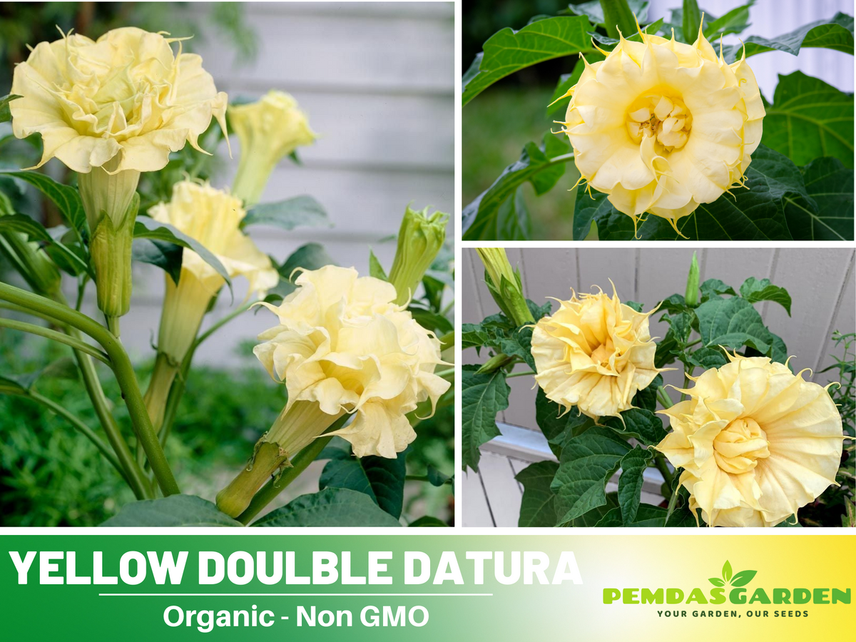 25+ Seeds-Yellow Doulble Datura Flower Seeds #G001