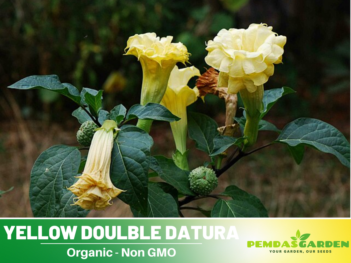 Yellow Doulble Datura Seeds, 25+ seeds