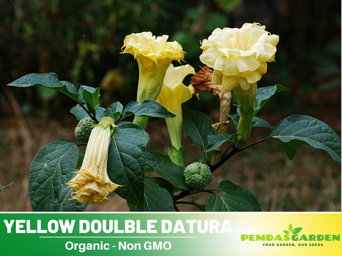 25+ Seeds-Yellow Doulble Datura Flower Seeds #G001