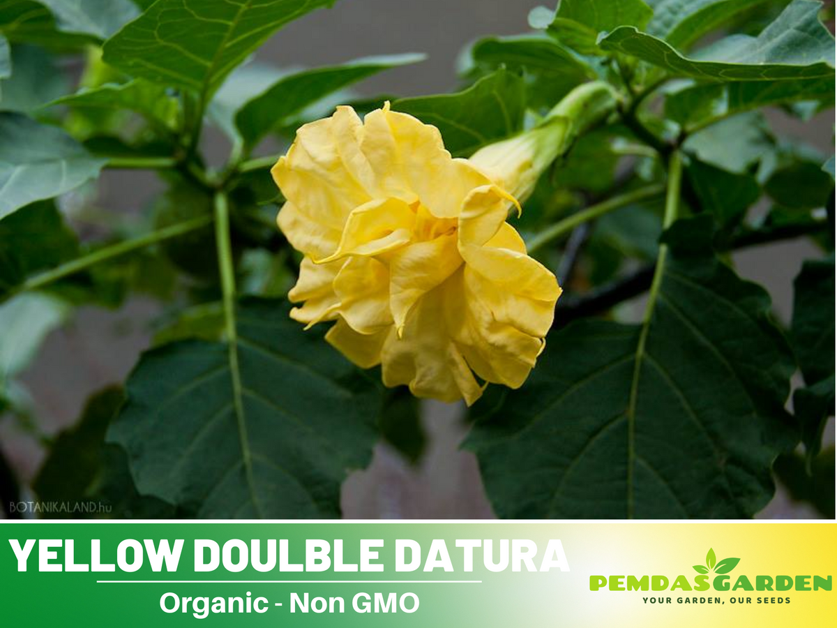Yellow Doulble Datura Seeds, 25+ seeds