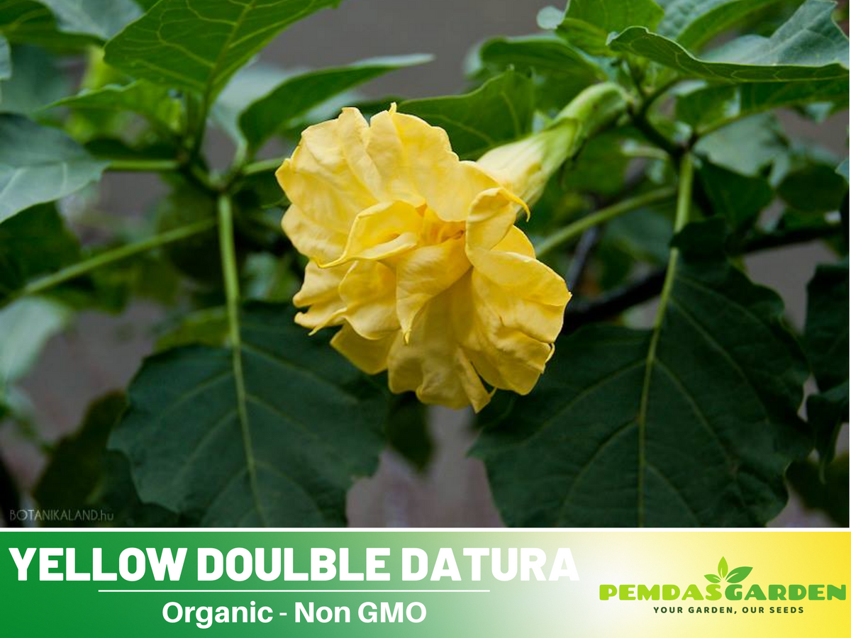 25+ Seeds-Yellow Doulble Datura Flower Seeds #G001