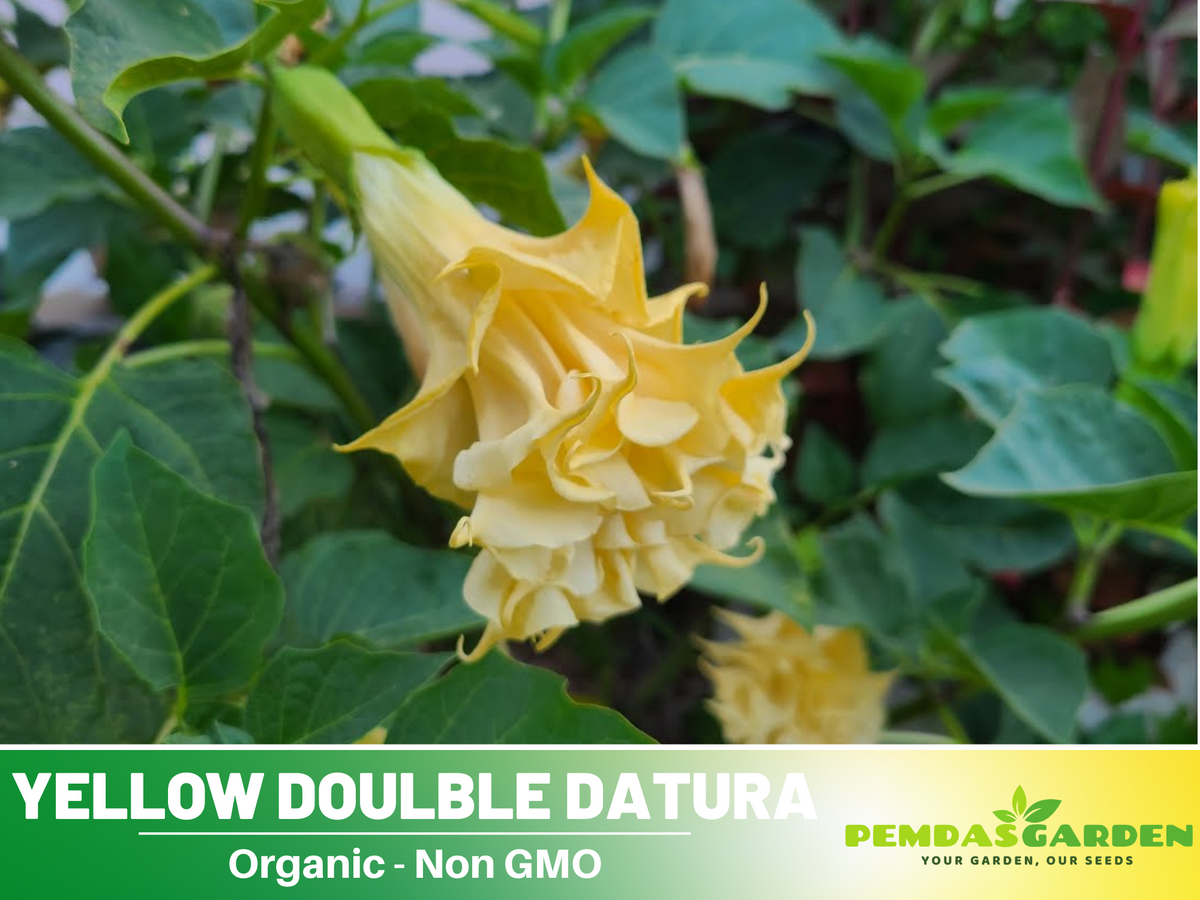 Yellow Doulble Datura Seeds, 25+ seeds
