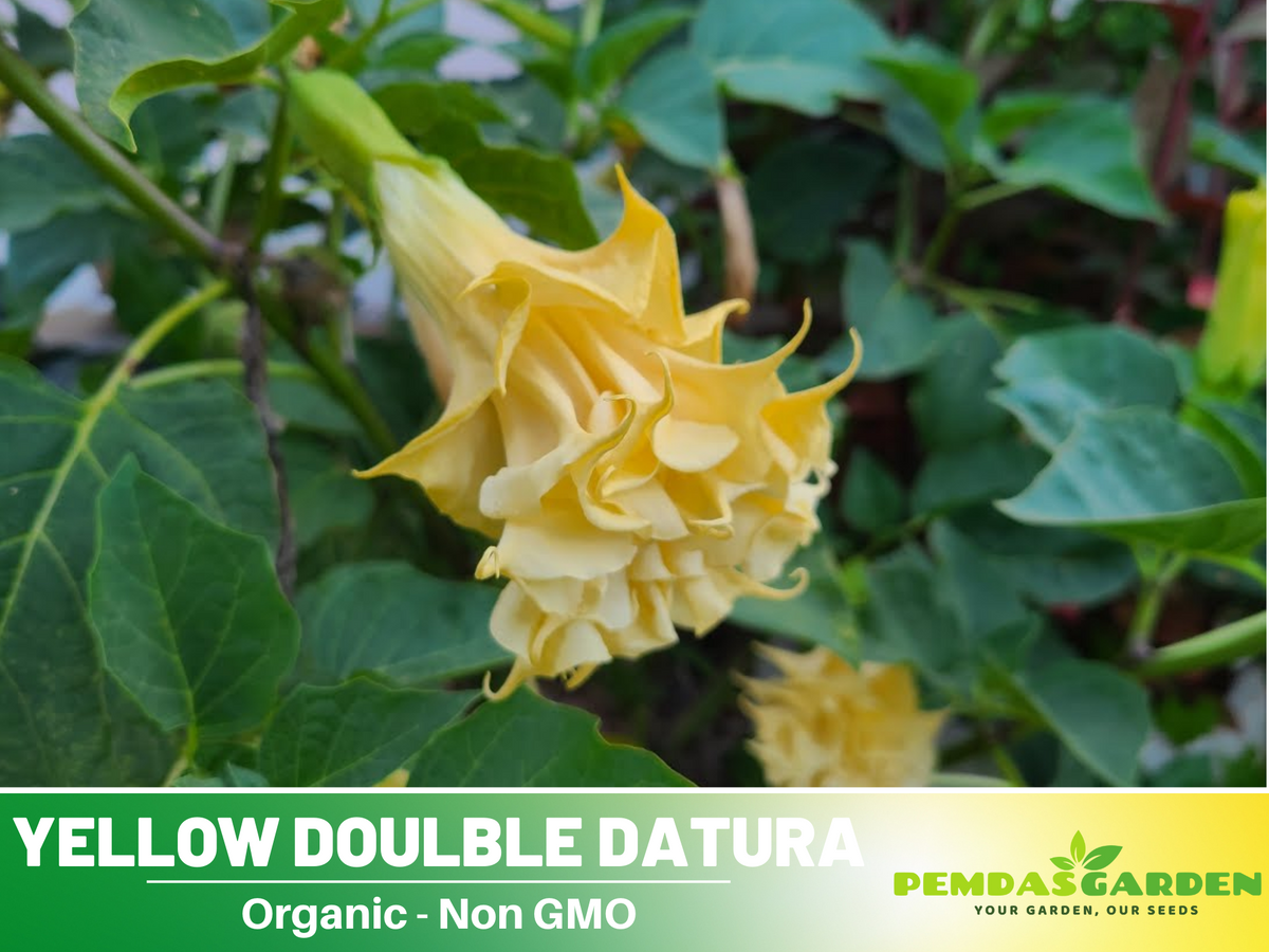 25+ Seeds-Yellow Doulble Datura Flower Seeds #G001