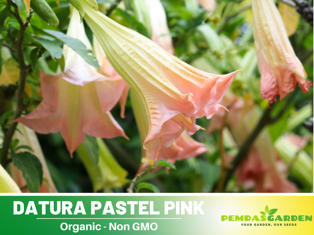 Pink Agel's Trumpet Datura Seeds, 25+ seeds