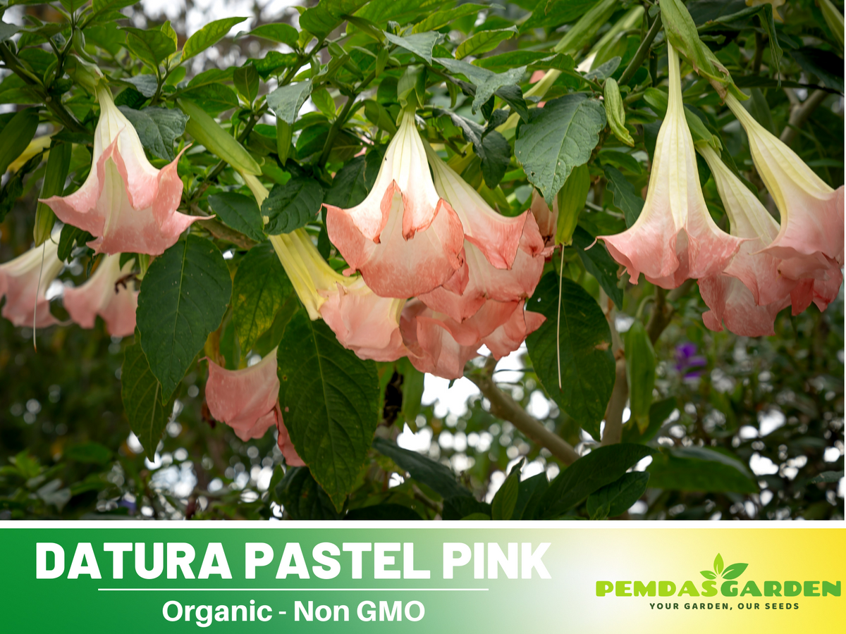 Pink Agel's Trumpet Datura Seeds, 25+ seeds