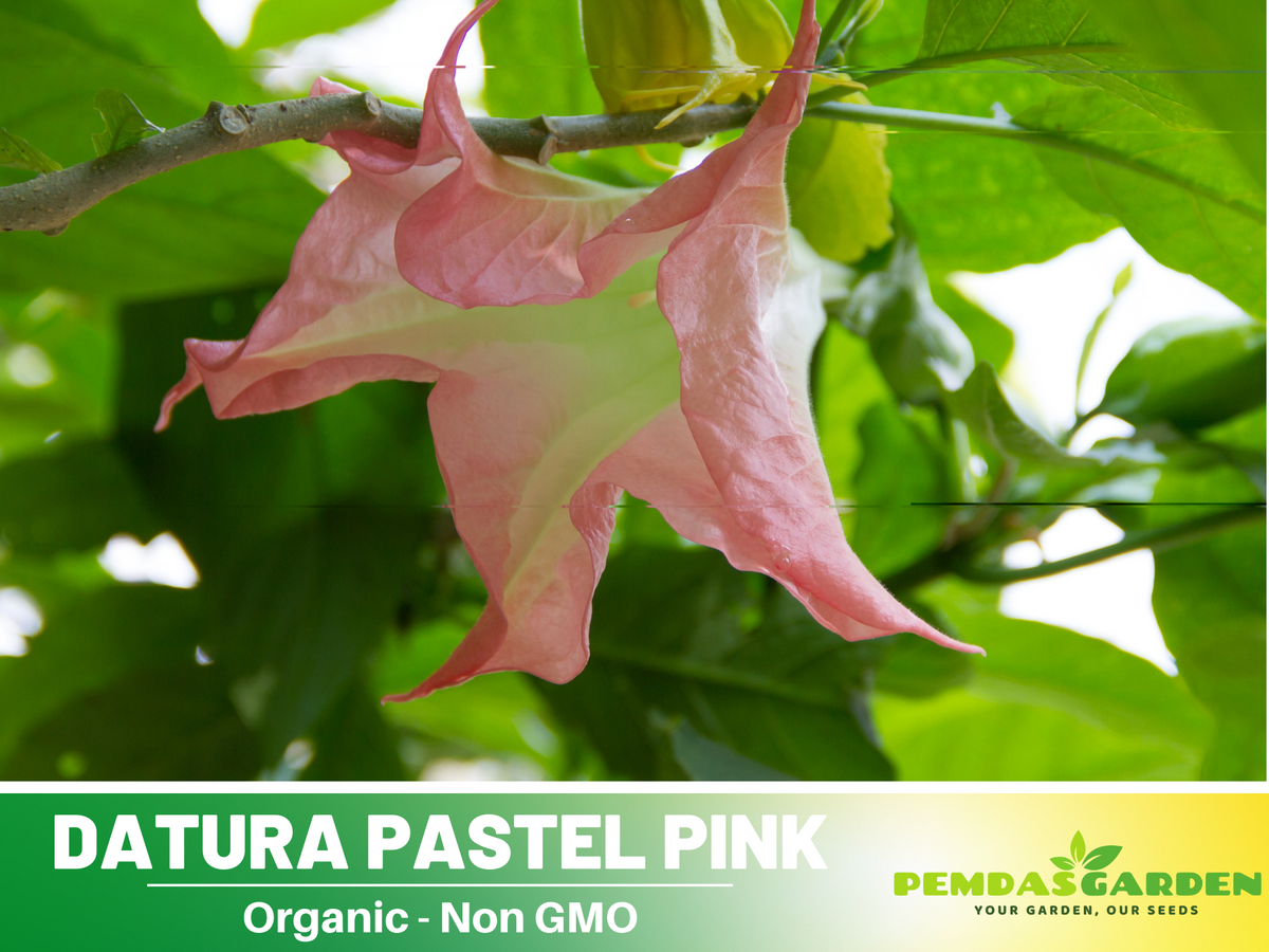 Pink Agel's Trumpet Datura Seeds, 25+ seeds