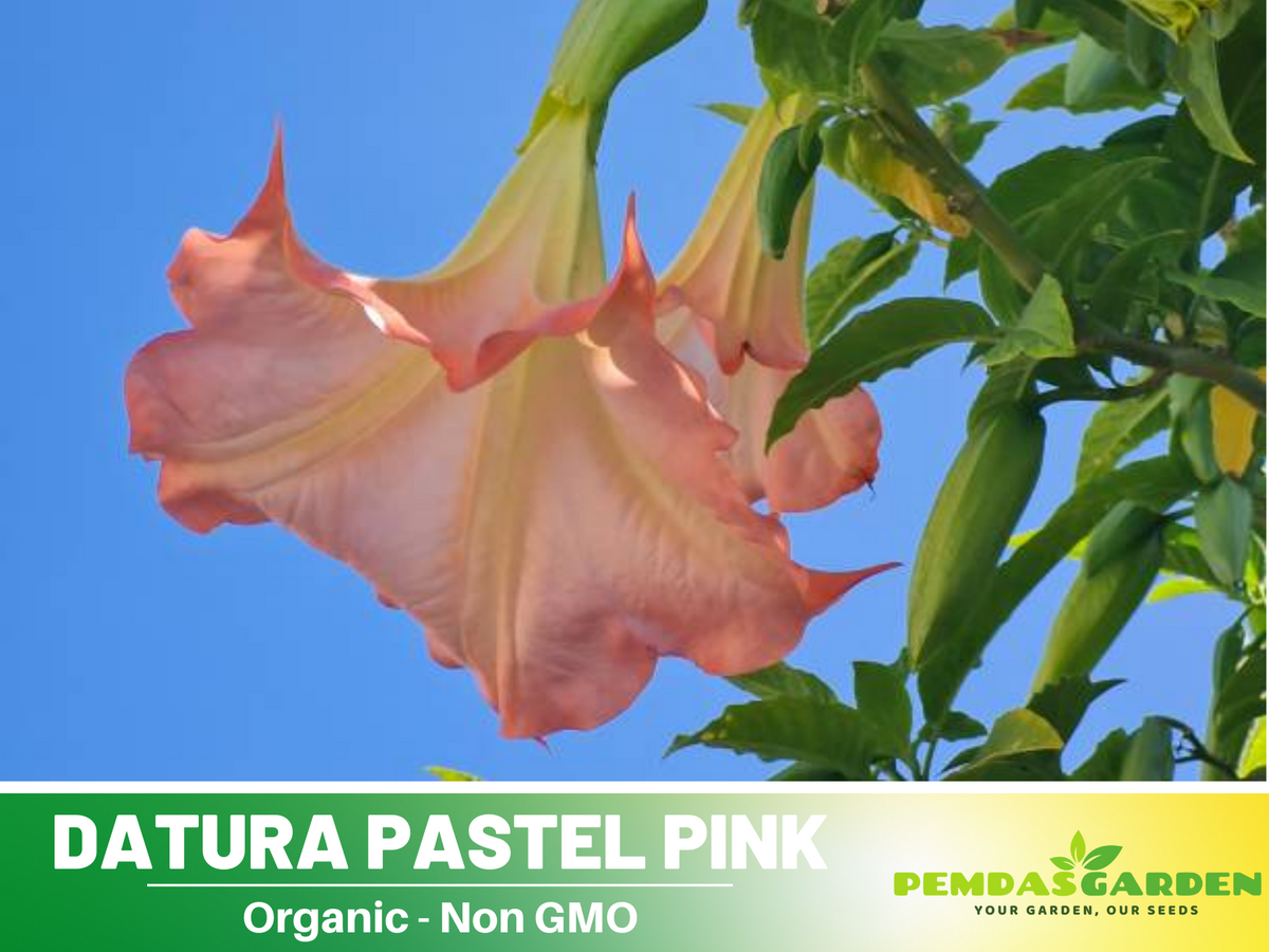 Pink Agel's Trumpet Datura Seeds, 25+ seeds