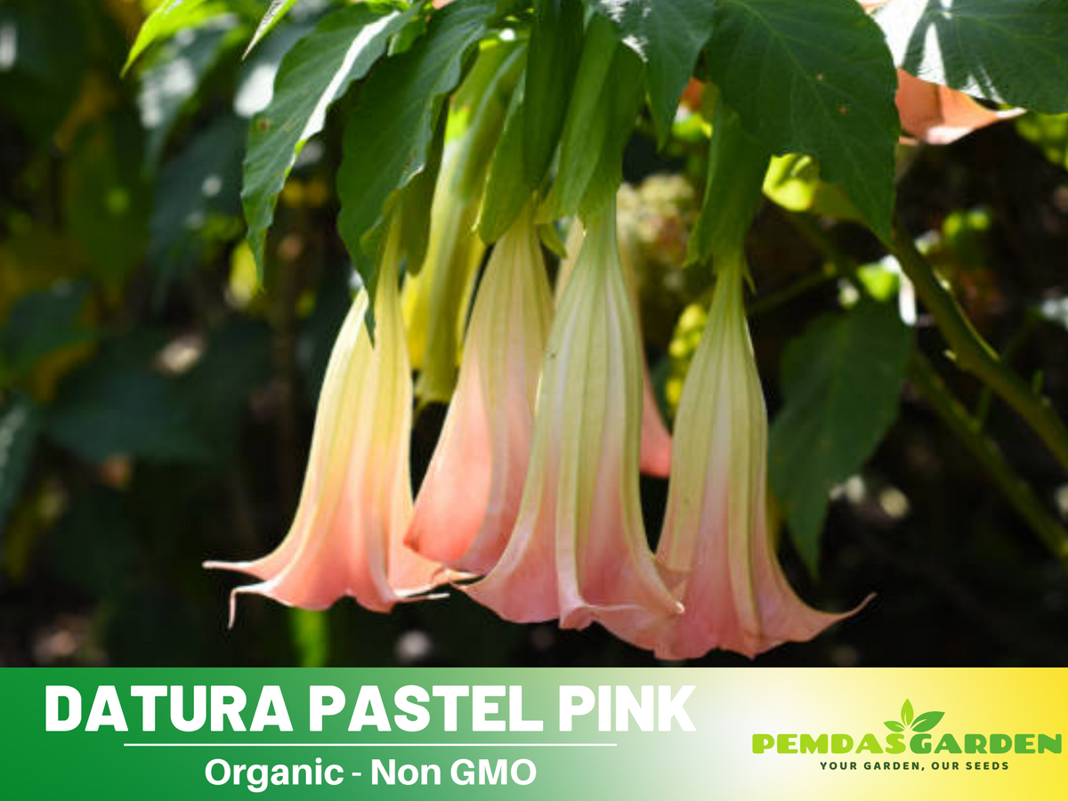 Pink Agel's Trumpet Datura Seeds, 25+ seeds