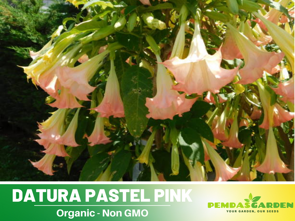 Pink Agel's Trumpet Datura Seeds, 25+ seeds