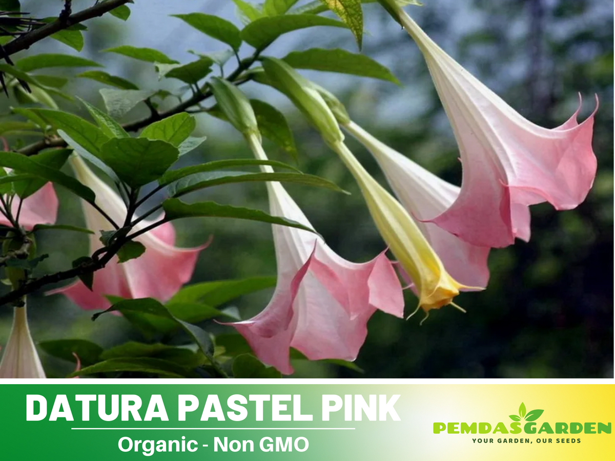 Pink Agel's Trumpet Datura Seeds, 25+ seeds