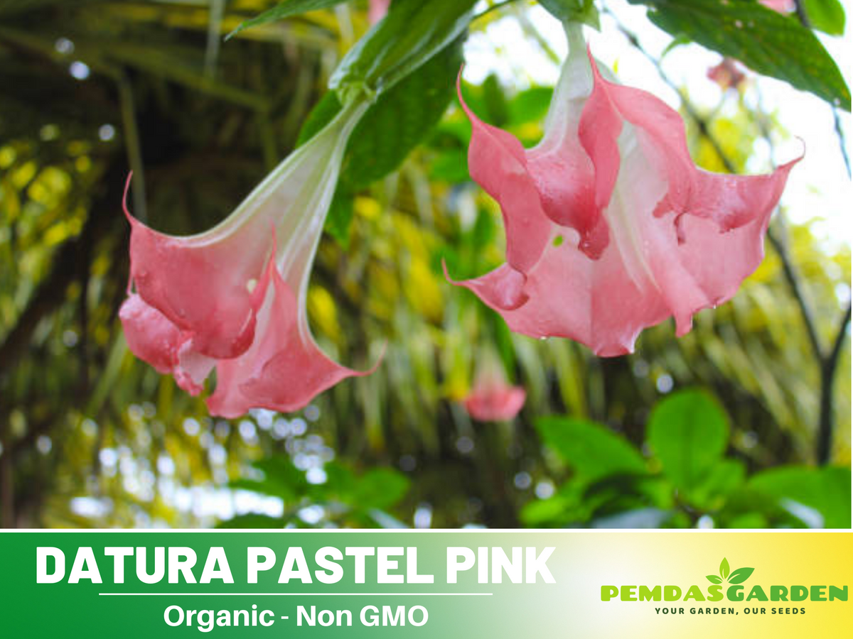 Pink Agel's Trumpet Datura Seeds, 25+ seeds