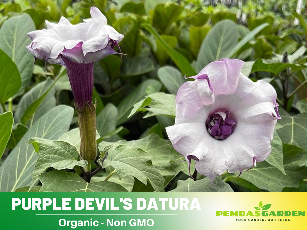 Purple Trumpet Datura Seeds, 25+ seeds