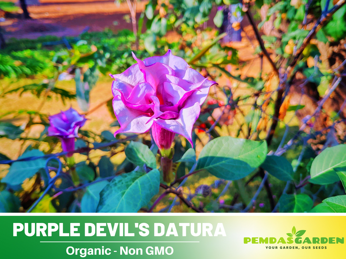 Purple Trumpet Datura Seeds, 25+ seeds