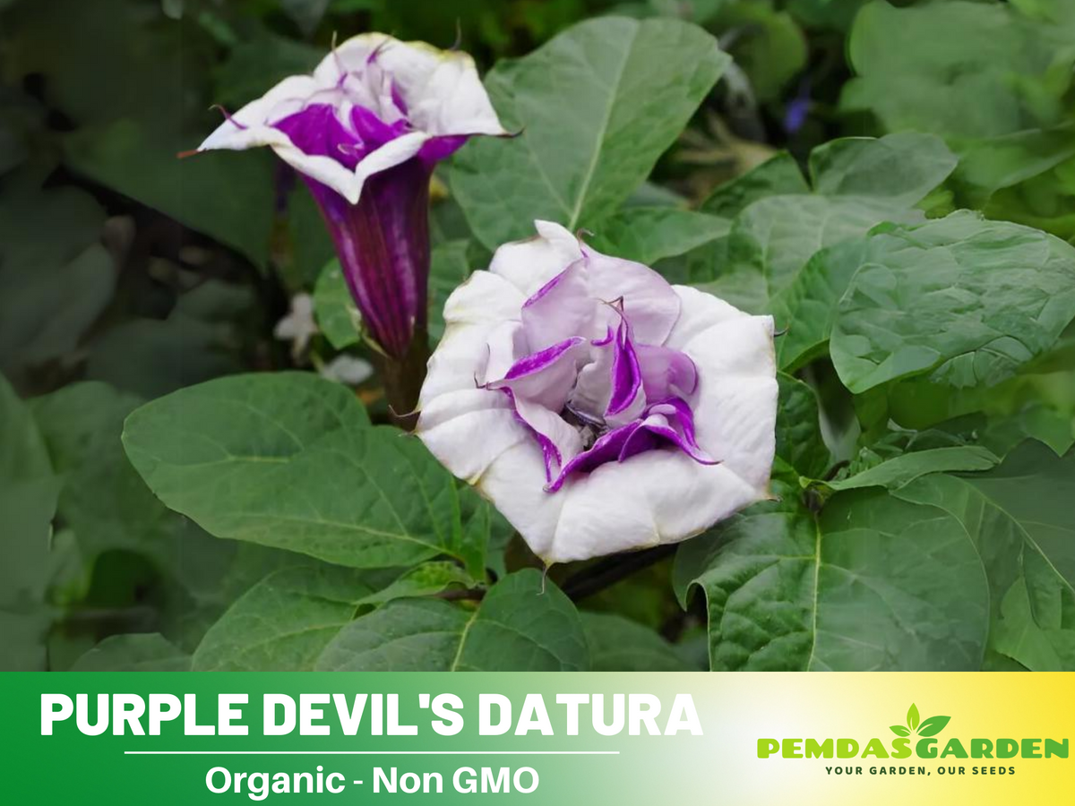 Purple Trumpet Datura Seeds, 25+ seeds