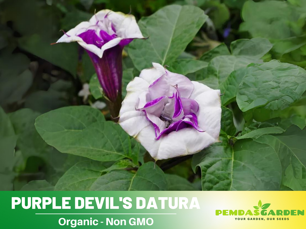 25+ Seeds| Purple Trumpet Datura Flower Seeds #G003