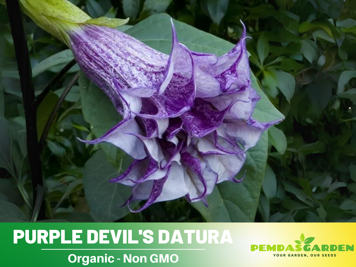Purple Trumpet Datura Seeds, 25+ seeds