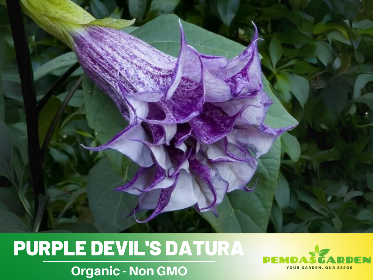 25+ Seeds| Purple Trumpet Datura Flower Seeds #G003