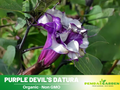 25+ Seeds| Purple Trumpet Datura Seeds - Angel Trumpet Moonflower Fragrant Night Blooming Annual or Perennial Flower for Garden Borders and Containers#G003