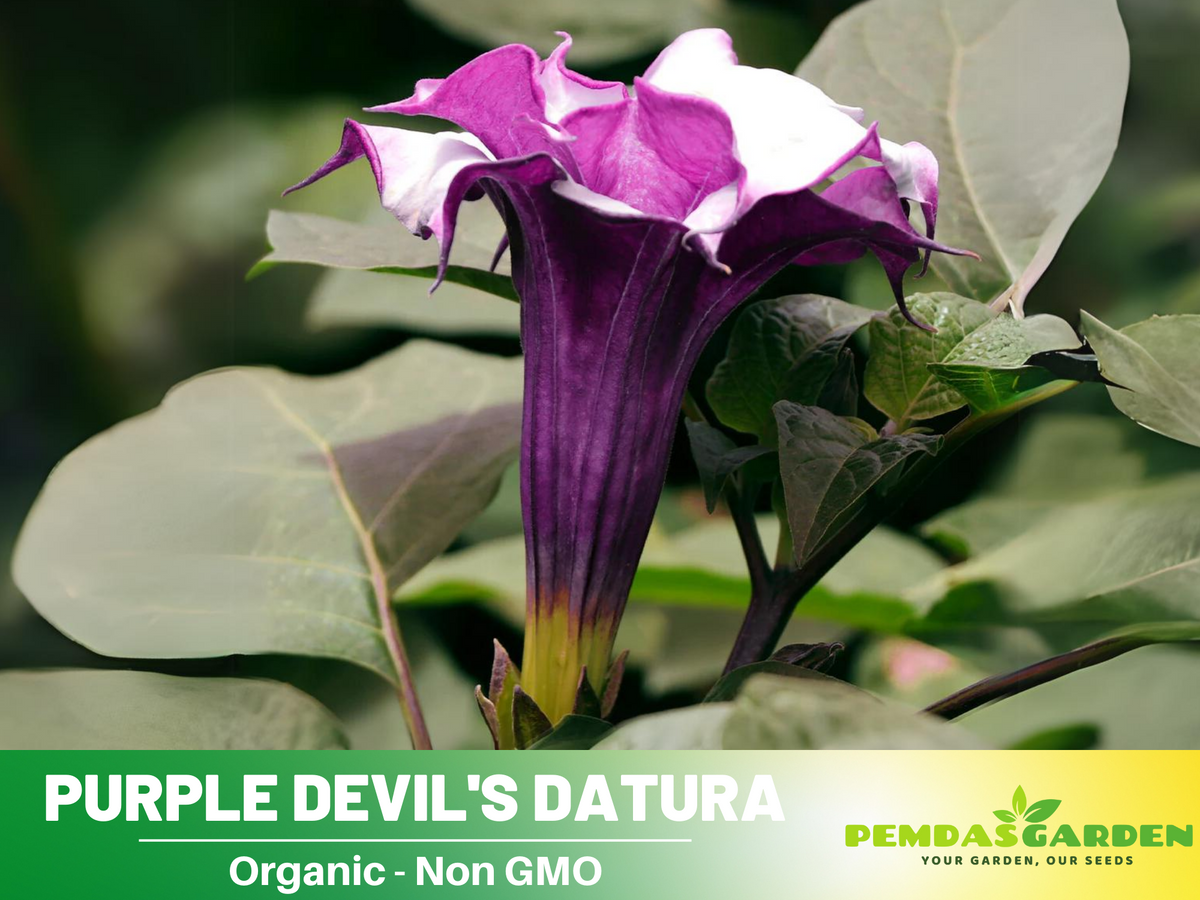 Purple Trumpet Datura Seeds, 25+ seeds
