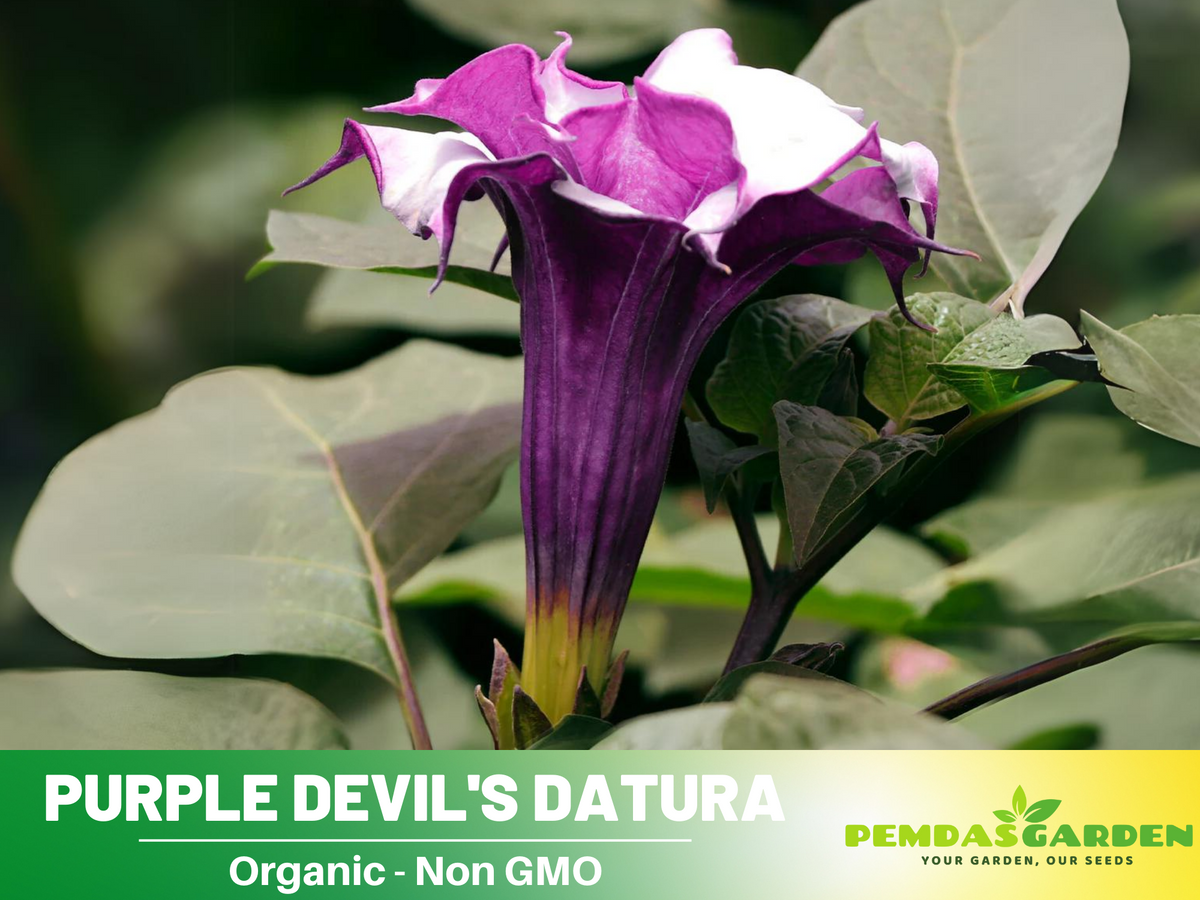 25+ Seeds| Purple Trumpet Datura Flower Seeds #G003