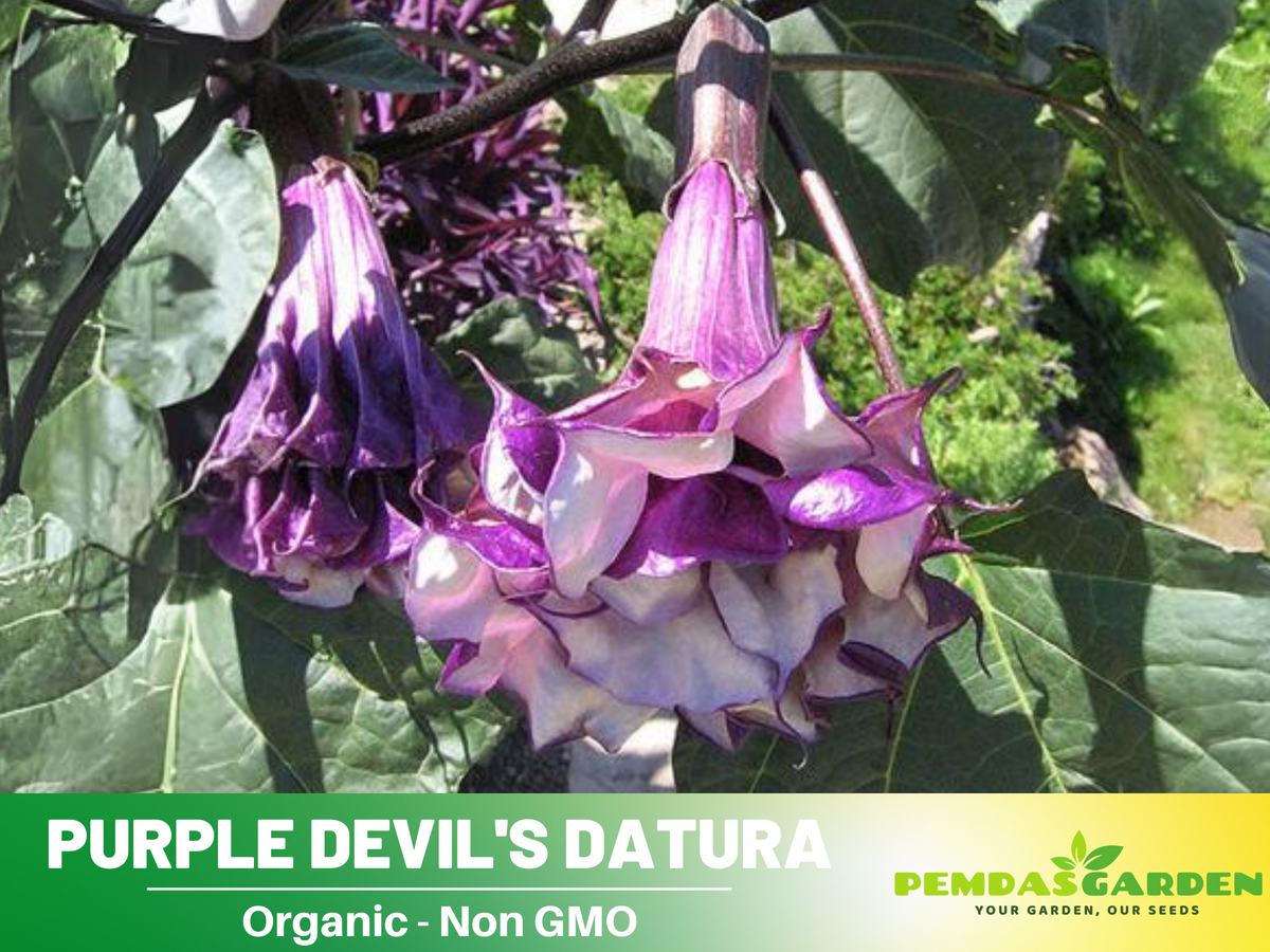 Purple Trumpet Datura Seeds, 25+ seeds