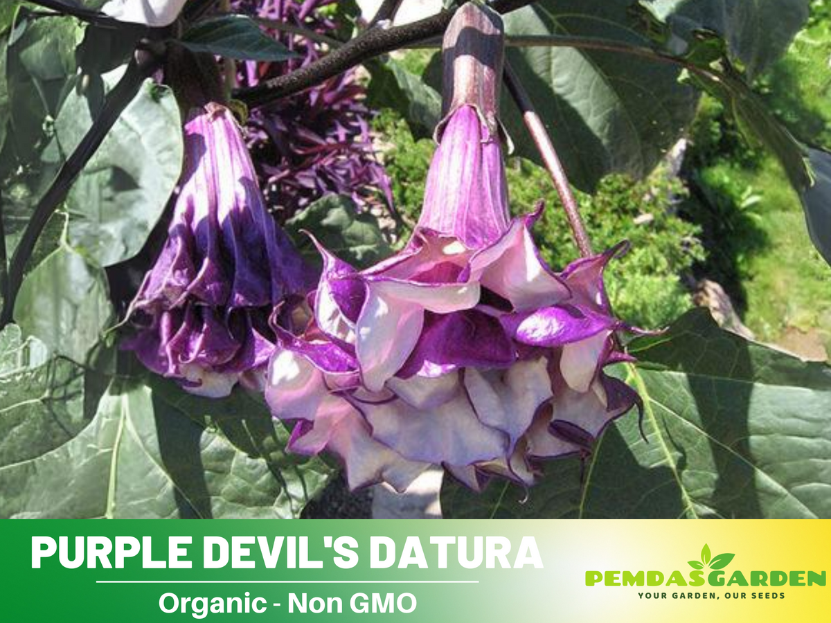 25+ Seeds| Purple Trumpet Datura Flower Seeds #G003