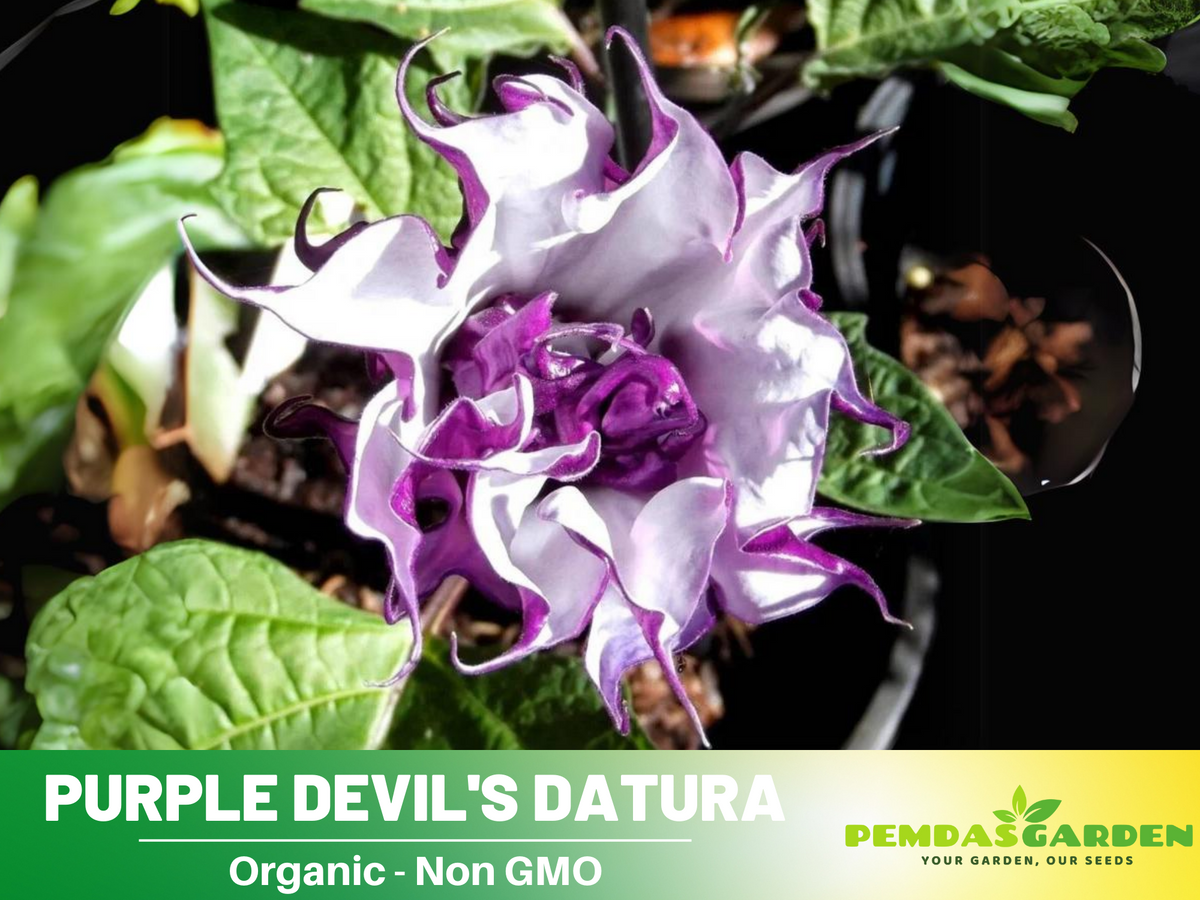 Purple Trumpet Datura Seeds, 25+ seeds