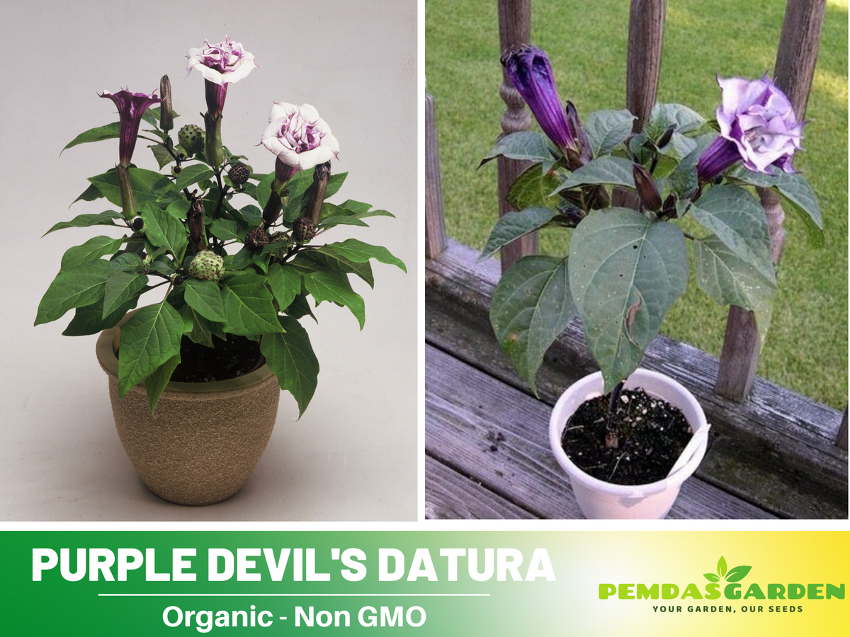 Purple Trumpet Datura Seeds, 25+ seeds