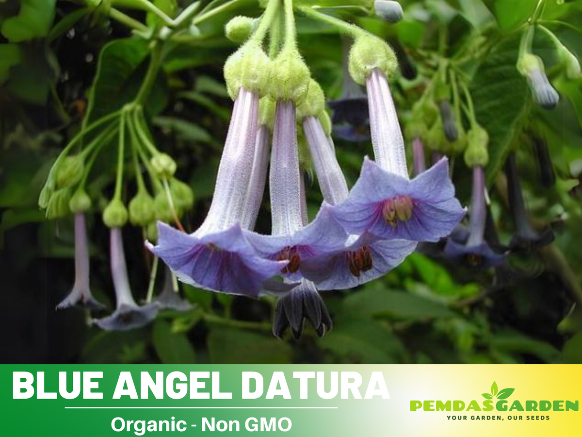 Blue Angel Trumpet Datura Seeds, 25+ seeds