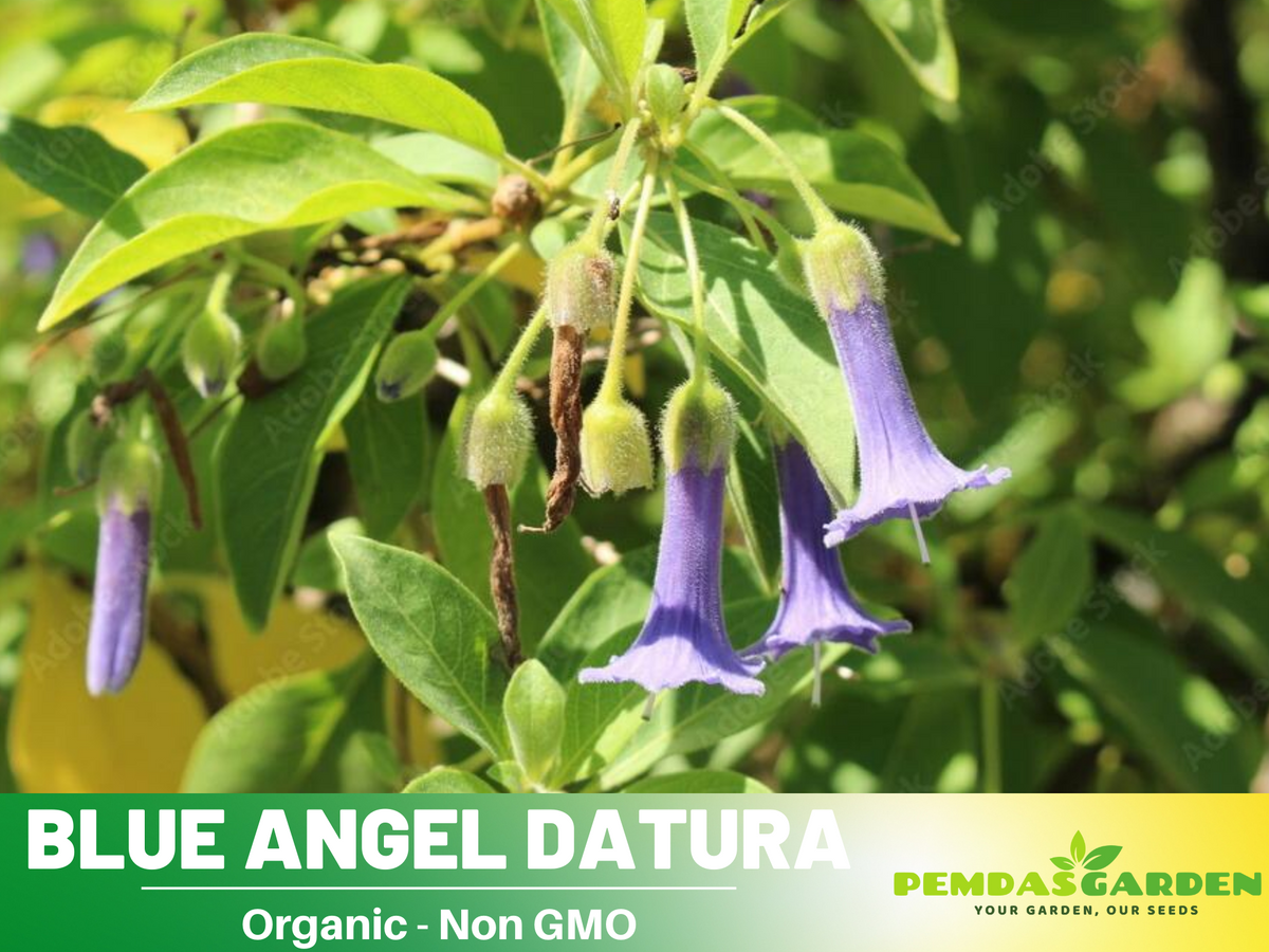 Blue Angel Trumpet Datura Seeds, 25+ seeds