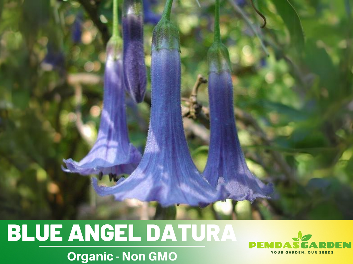 Blue Angel Trumpet Datura Seeds, 25+ seeds
