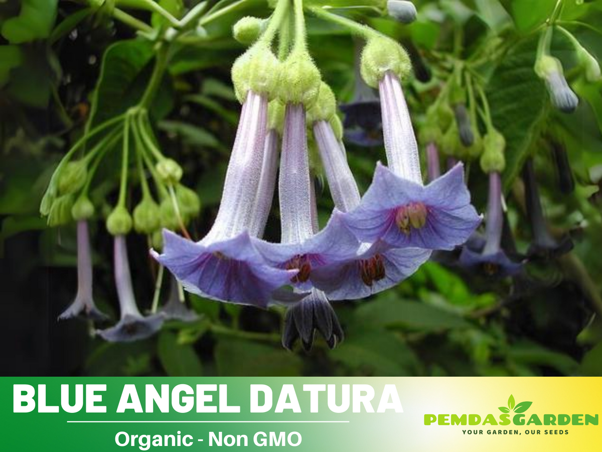 25+ Seeds| Blue Angel Trumpet Datura Flower Seeds #G005