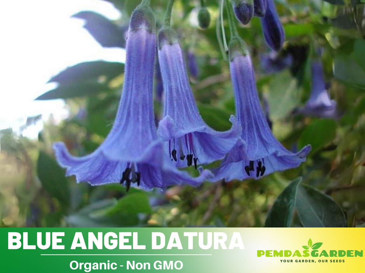 Blue Angel Trumpet Datura Seeds, 25+ seeds