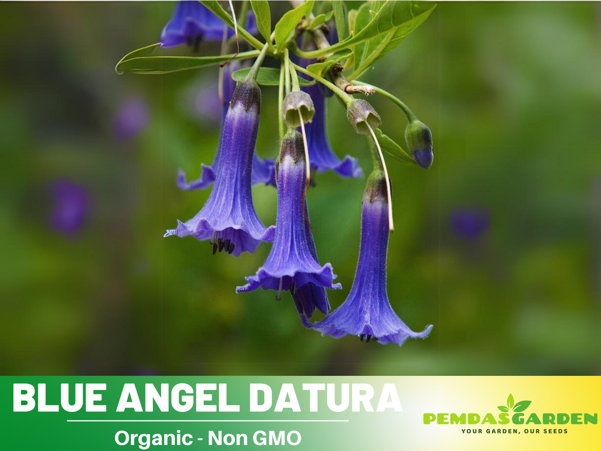 Blue Angel Trumpet Datura Seeds, 25+ seeds
