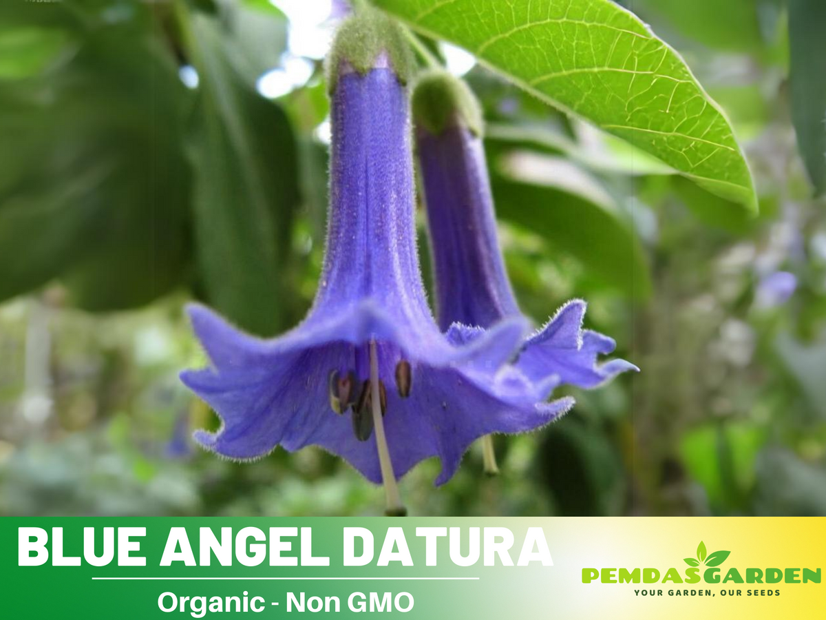 Blue Angel Trumpet Datura Seeds, 25+ seeds