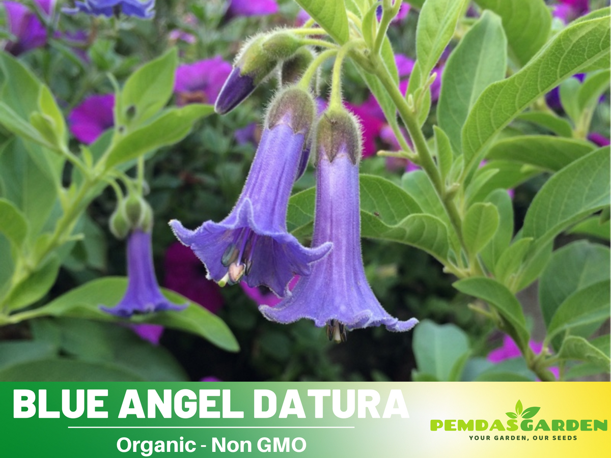 Blue Angel Trumpet Datura Seeds, 25+ seeds