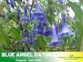 25+ Seeds| Blue Angel Trumpet Datura Seeds - Angel Trumpet Moonflower Fragrant Night Blooming Annual or Perennial Flower for Garden Borders and Containers#G005