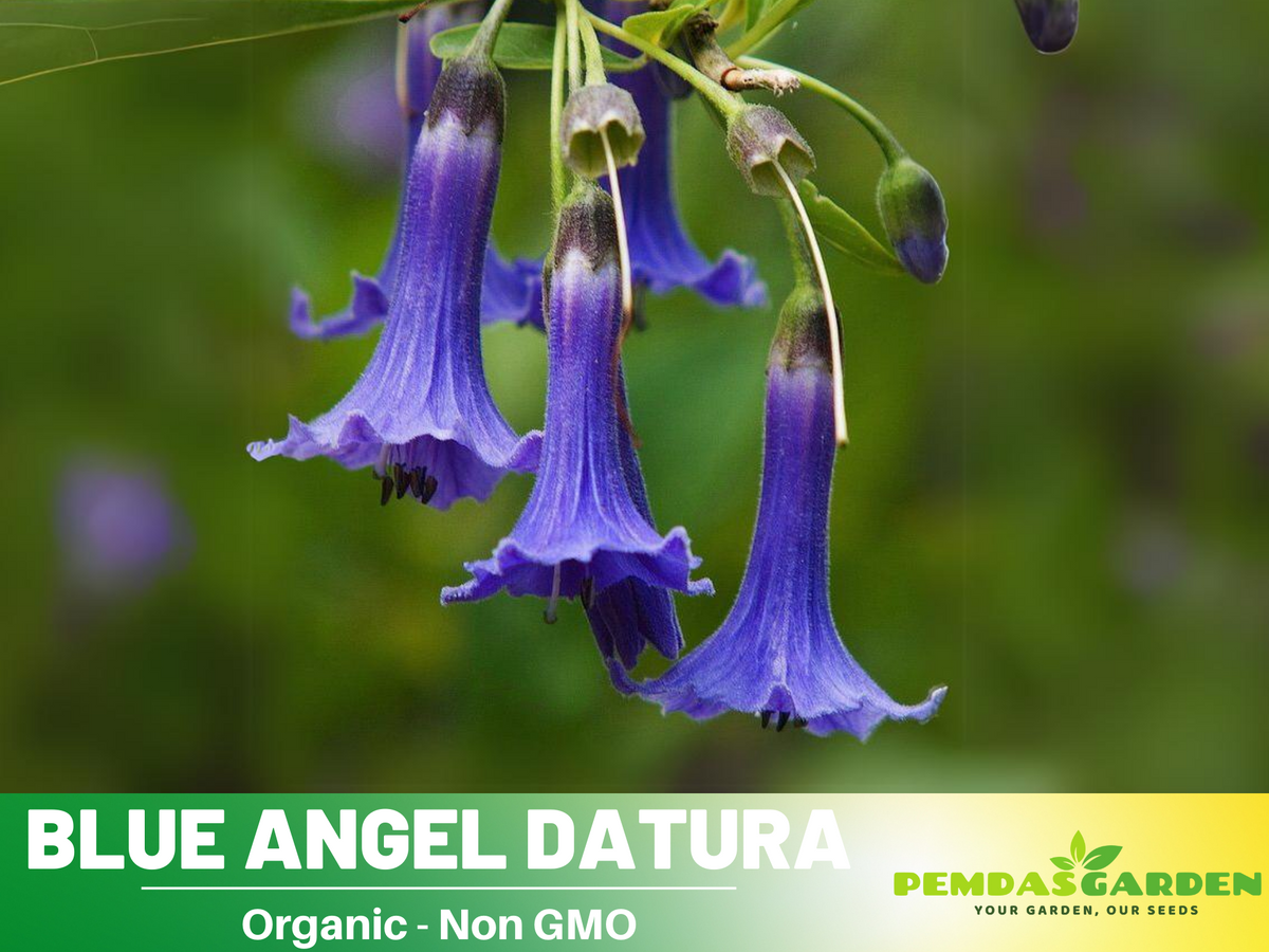 Blue Angel Trumpet Datura Seeds, 25+ seeds