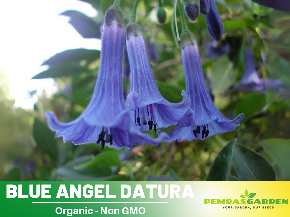 Blue Angel Trumpet Datura Seeds, 25+ seeds