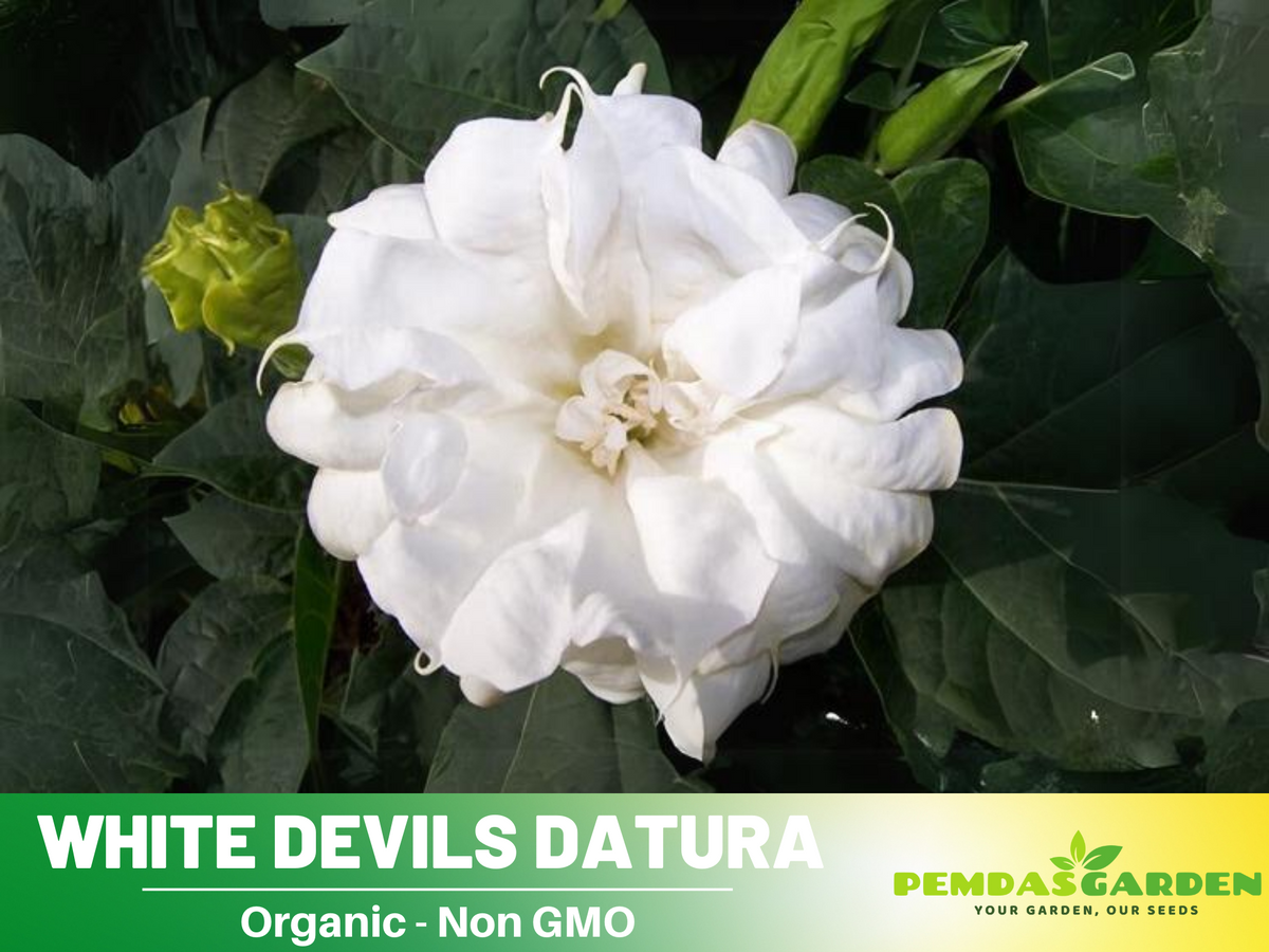 White Trumpet Datura Seeds, 25+ seeds