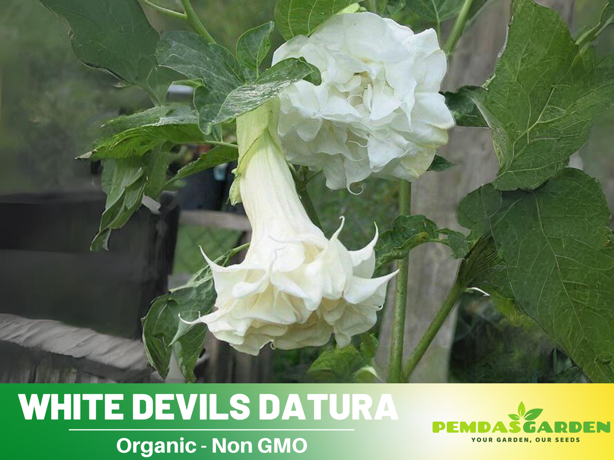 White Trumpet Datura Seeds, 25+ seeds