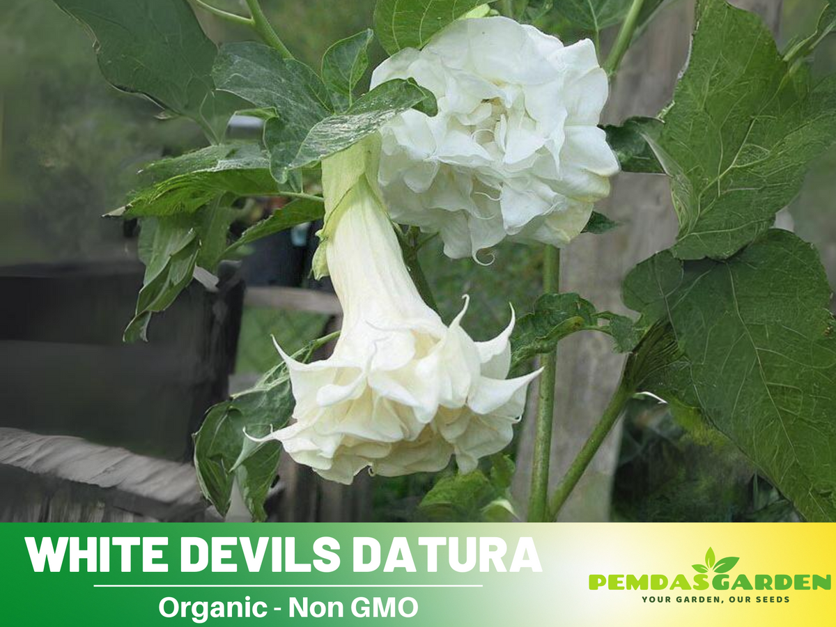 25+ Seeds| White Trumpet Datura Flower Seeds #G006