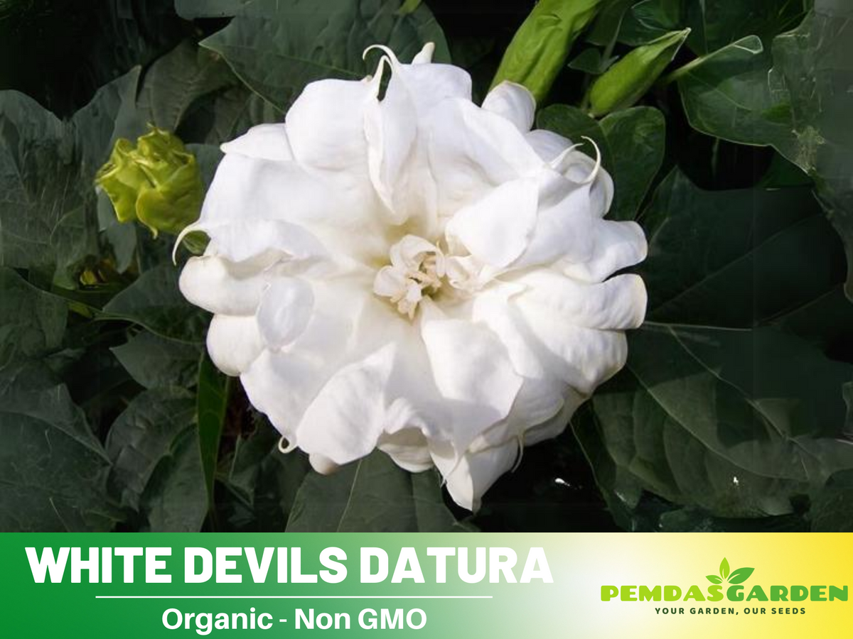 25+ Seeds| White Trumpet Datura Flower Seeds #G006