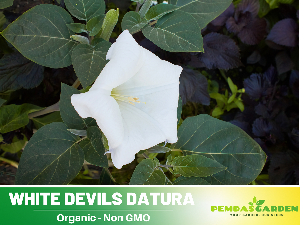 White Trumpet Datura Seeds, 25+ seeds