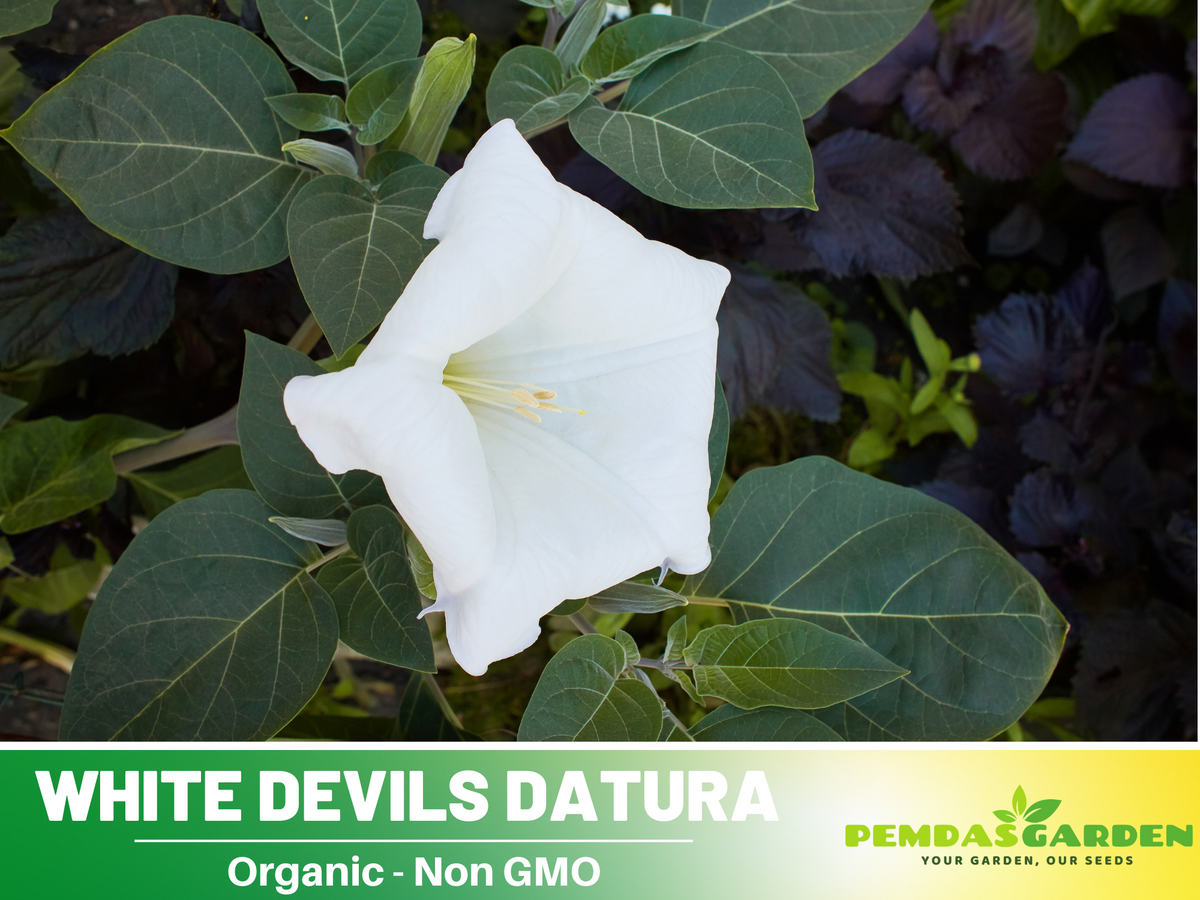 25+ Seeds| White Trumpet Datura Flower Seeds #G006