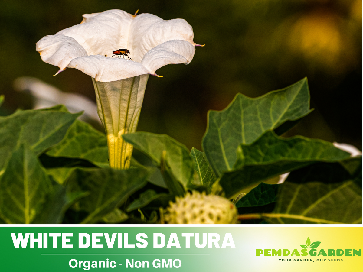 White Trumpet Datura Seeds, 25+ seeds